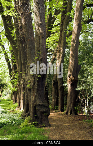 Gisborough Priory Gardens, in den Markt Stadt Guisborough, North Yorkshire, England, UK Stockfoto