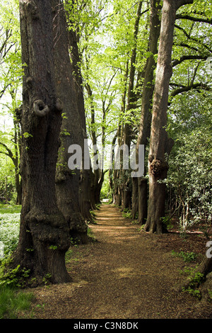 Gisborough Priory Gardens, in den Markt Stadt Guisborough, North Yorkshire, England, UK Stockfoto