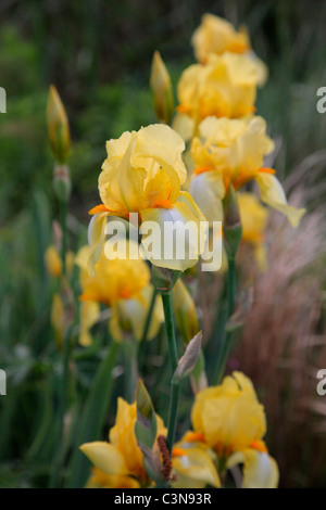 Iris 'Blass Primrose' - hohe Bartiris Stockfoto