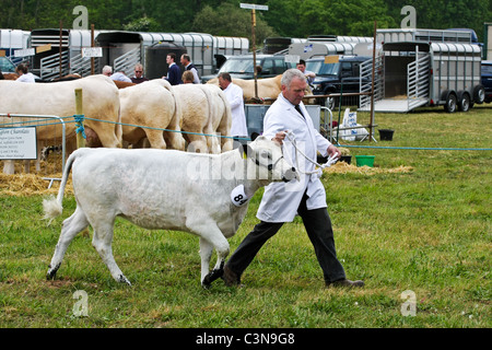 Wettbewerb-Kuh auf der South Suffolk Show abgehaltenen Ampton, Suffolk am 8. Mai 2011 Stockfoto