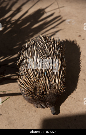 Kurzer Schnabel Echidna (Tachyglossus Aculeatus auch bekannt als eine stachelige Ameisenbär) Dies ist ein tagged gefangen Beispiel. Stockfoto