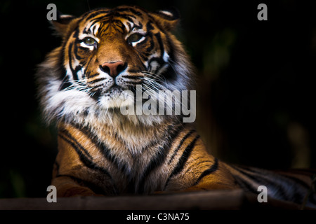 Vom Aussterben bedrohte Sumatra-Tiger (Panthera Tigris Sumatrae) sonnen sich auf Felsen. Captive Beispiel. Stockfoto