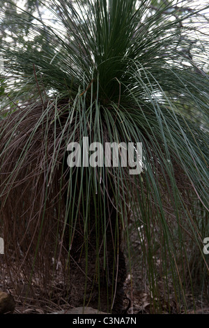 Grasstree (Blackboy) Pflanze. Whitsunday Islands Nationalpark, Queensland, Australien. Stockfoto