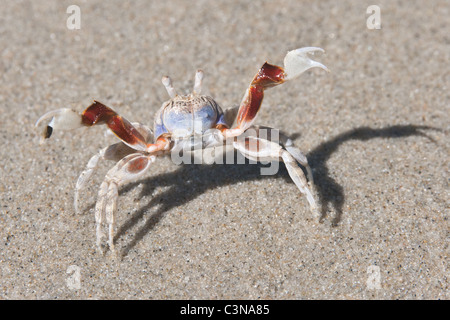 Nahaufnahme von Soldat Krabbe am Sandstrand. Wilde Muster. Stockfoto