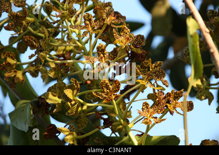 Die weltweit größte Orchidee Stockfoto