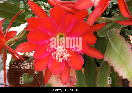 Epiphyllum "Etwas frech" roter Kaktus Blumen im Wintergarten