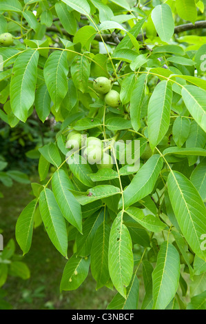 Der Baum des Jahres 2008, die Walnuss Stockfoto
