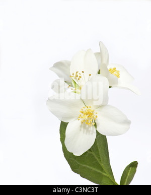 Philadelphus Lewisii, Lewis Mock-Orange auf weißem Hintergrund Stockfoto