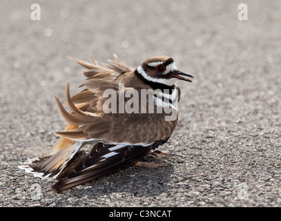 Killdeer Vögel legen ihren Eiern auf dem Boden von der Seite der Straßen und eine aggressive Haltung zur Abwehr von gefährlichen Tiere anzeigen Stockfoto