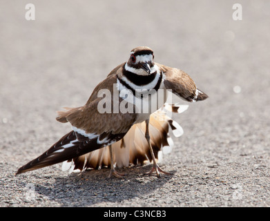 Killdeer Vögel legen ihren Eiern auf dem Boden von der Seite der Straßen und eine aggressive Haltung zur Abwehr von gefährlichen Tiere anzeigen Stockfoto