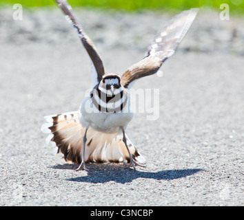 Killdeer Vögel legen ihren Eiern auf dem Boden von der Seite der Straßen und eine aggressive Haltung zur Abwehr von gefährlichen Tiere anzeigen Stockfoto