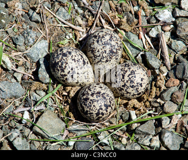 Killdeer Vögel legen ihren Eiern auf dem Boden von der Seite der Straßen und die schlüpfen in durchaus in der Lage Küken Stockfoto