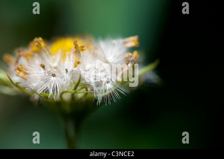 Doronicum Caucasicum Finesse Blumensamen. Leoparden Bane Blüte Samen Stockfoto