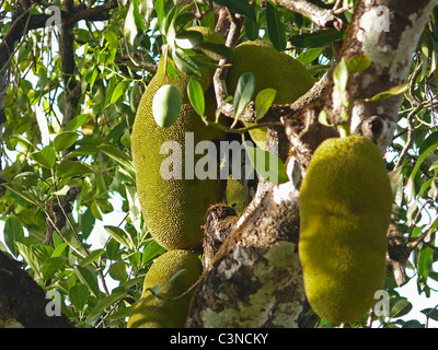 Jackfrucht, Artocarpus Heterophyllus Moraceae Lam, Indien Stockfoto