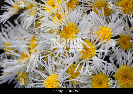 Dendranthema X Grandiflorum, Chrysantheme Morifolium Illusion, Blumengeschäft Chrysantheme, quilled Daisy Mama Stockfoto