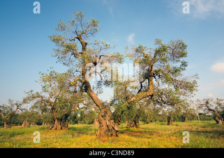 Uralte Olivenbäume (Olea Europaea) im Olive Grove in der Nähe von Lecce, Apulien (Puglia), Süditalien Stockfoto