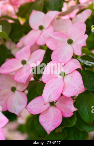 CORNUS KOUSA SATOMI Stockfoto