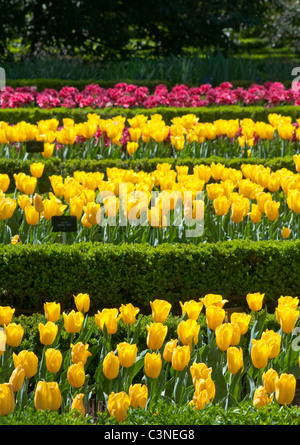 Blick über Linien gelb und rosa Tulpen in einem Frühlingsgarten mit Greenbox Hecken dazwischen. Stockfoto