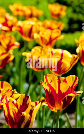 Sehr auffällig orange gelbe und rote petaled Helmar Tulpen in einem Blumenbeet im Frühjahr. Stockfoto