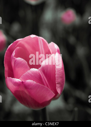 Schöne rosa Tulpe vor einem schwarzen und weißen Hintergrund, nur die rosa Tulpen in Farbe angezeigt Stockfoto