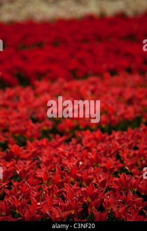 Blumenfelder in Lisse, Niederlande. Tulpen Felder und Nutzpflanzen von anderen Blüten in der Nähe der Blumenschau Keukenhof Stockfoto