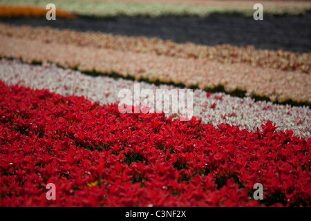 Blumenfelder in Lisse, Niederlande. Tulpen Felder und Nutzpflanzen von anderen Blüten in der Nähe der Blumenschau Keukenhof Stockfoto