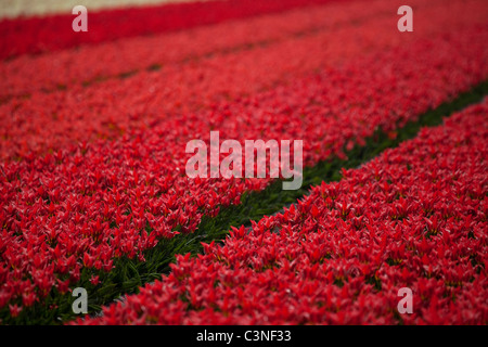 Blumenfelder in Lisse, Niederlande. Tulpen Felder und Nutzpflanzen von anderen Blüten in der Nähe der Blumenschau Keukenhof Stockfoto