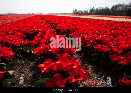 Blumenfelder in Lisse, Niederlande. Tulpen Felder und Nutzpflanzen von anderen Blüten in der Nähe der Blumenschau Keukenhof Stockfoto