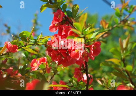 Japonica Chaenomeles blühende Quitte Stockfoto