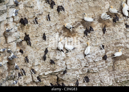 Basstölpel Morus Bassanus Tordalken Alca Torda und Dreizehenmöwen Rissa Tridactyla nisten auf der Klippe am Bempton East Yorkshire Stockfoto