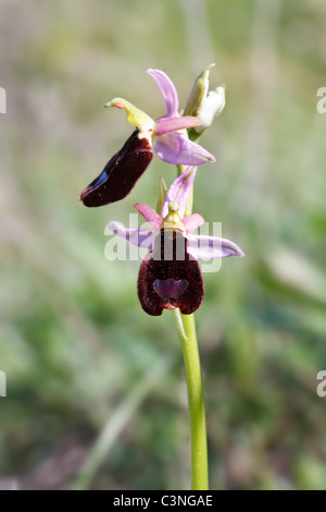 sehr seltene europäische Orchidee Pflanze. Die große Blume hat rosa Blütenblätter und dunklen Lippe Stockfoto