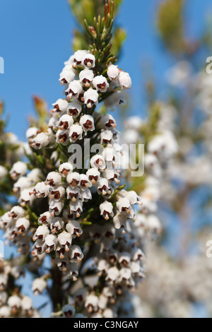 Detail der Erica Arborea Blumen, mediterrane immergrüne Pflanze Stockfoto