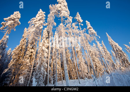 Verschneite Baumwipfel Kiefer (Pinus Sylvestris) im Winter, Finnland Stockfoto