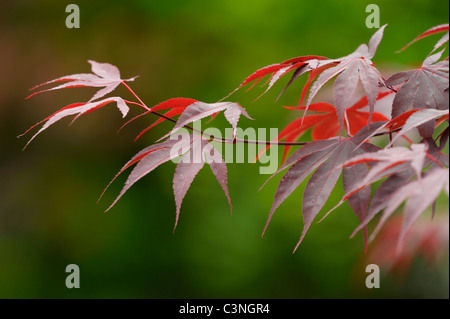 Rot-Ahorn Blätter im Herbst Stockfoto