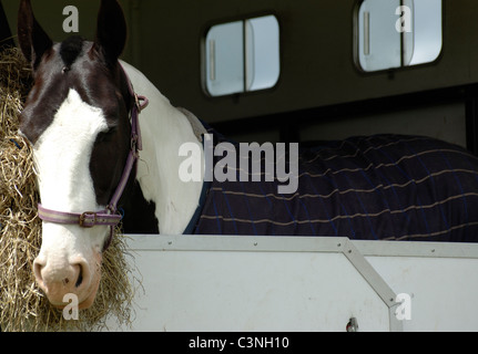 Pferd in einem Pferdetransporter Stockfoto