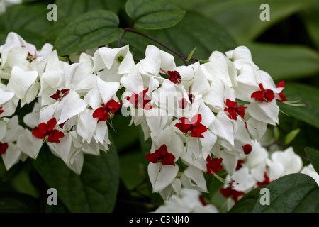 Tränendes Herz oder Tränendes Herz Ranke, Clerodendron oder Herrlichkeit Bower, Clerodendrum Thomsonii (Clerodendrum Thomsoniae), Lamiaceae. Stockfoto