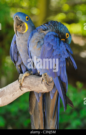 Zwei Hyazinth-Aras (Anodorhynchus Hyacinthinus) auf einem Hochsitz Stockfoto