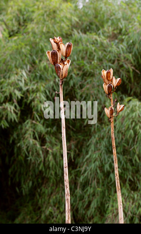 Samenkapseln von den riesigen Himalayan Lily, Cardiocrinum Giganteum, Liliaceae. Himalaya, China. Stockfoto