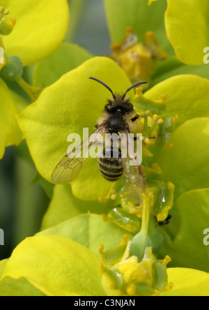 Davies' Mining Bee, Colletes Daviesanus, Colletinae, Apoidea, Taillenwespen, Hymenoptera. Fütterung auf Wolfsmilch Blumen. Stockfoto