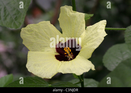 Zitronengelb Rosemallow, Hibiscus Calyphyllus, Sy Hibiscus Rockii, Malvaceae. Hawaii, USA, aus tropischen Afrika. Stockfoto