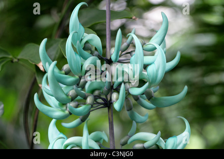 Die Jade Rebe, Strongylodon Macrobotrys, Fabaceae, Philippinen, Süd-Ost-Asien. Stockfoto