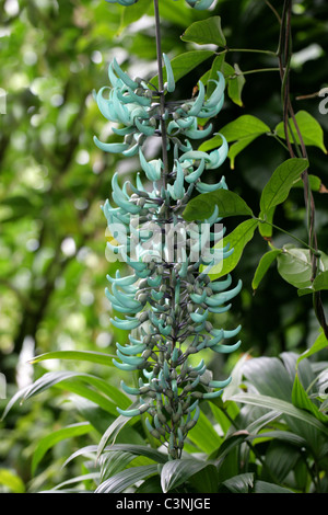 Die Jade Rebe, Strongylodon Macrobotrys, Fabaceae, Philippinen, Süd-Ost-Asien. Stockfoto