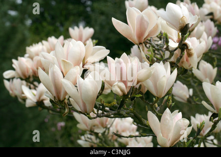 Magnolia "Geschminkte Alabaster", Magnoliaceae Stockfoto