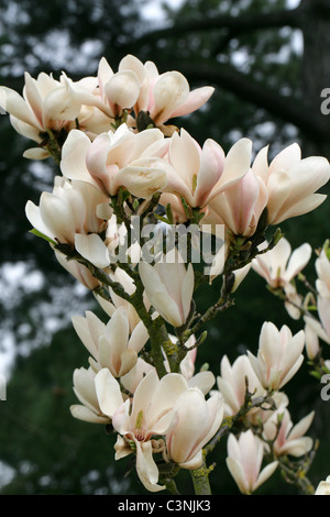 Magnolia "Geschminkte Alabaster", Magnoliaceae Stockfoto