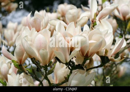 Magnolia "Geschminkte Alabaster", Magnoliaceae Stockfoto