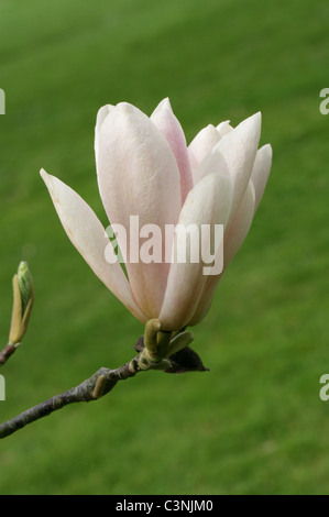 Magnolie "Royal Crown", Magnoliaceae. Stockfoto