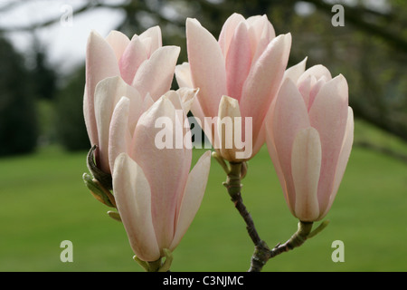 Magnolie "Royal Crown", Magnoliaceae. Stockfoto