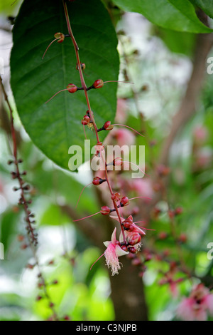 Powder-Puff Baum, Fisch-Killer, Barringtonia Racemosa, Lecythidaceae.  Süd-Ost-Afrika nach Asien. Stockfoto