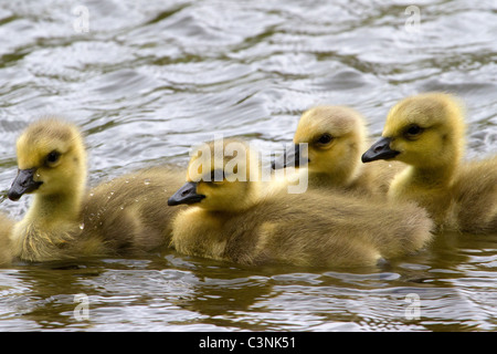 Nahaufnahme des jungen Kanada Gänsel schwimmen in einem Teich im Frühjahr Neu-England Stockfoto