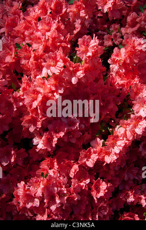 Virginia, Norfolk. Hellen Azaleen in voller Blüte. Stockfoto